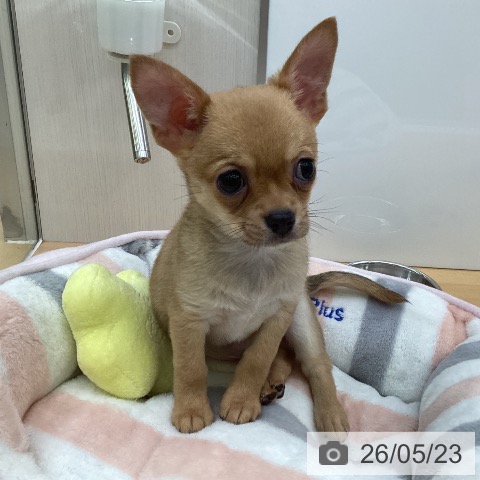 福岡県のチワワ(ロング) (ペットプラス 黒崎店/2026年3月18日生まれ/男の子/フォーン)の子犬の3枚目の画像