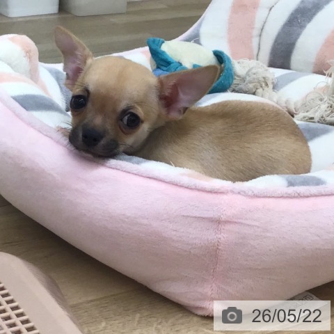 福岡県のチワワ(ロング) (ペットプラス 春日店/2026年3月18日生まれ/男の子/フォーン)の子犬の4枚目の画像