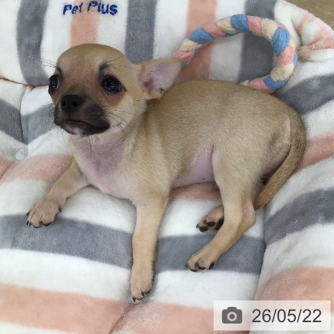 福岡県のチワワ(ロング) (ペットプラス 春日店/2026年3月18日生まれ/男の子/フォーン)の子犬の3枚目の画像