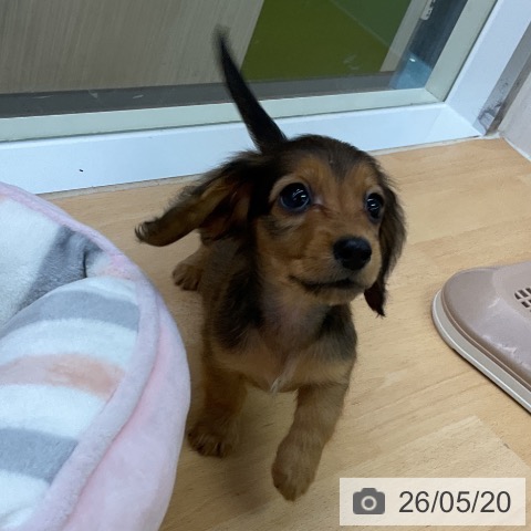 福岡県のミニチュアダックスフンド(ロング) (ペットプラス 福岡店/2026年3月15日生まれ/女の子/シェーデットレッド)の子犬の3枚目の画像