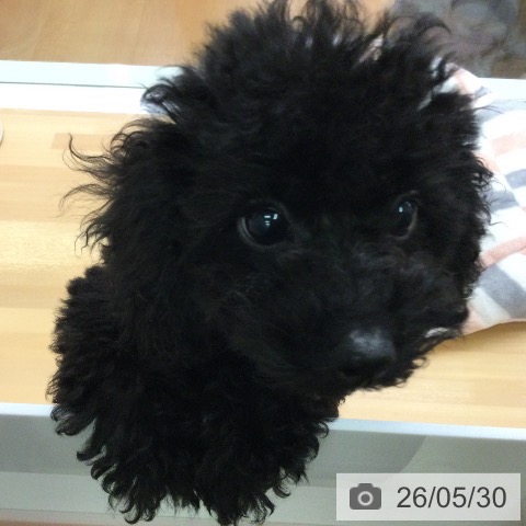 福岡県のトイプードル(トイ) (ペットプラス 黒崎店/2026年3月12日生まれ/男の子/ブラック)の子犬の4枚目の画像