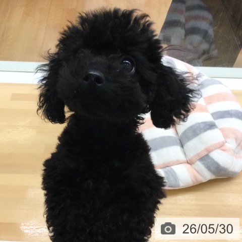 福岡県のトイプードル(トイ) (ペットプラス 黒崎店/2026年3月12日生まれ/男の子/ブラック)の子犬の3枚目の画像