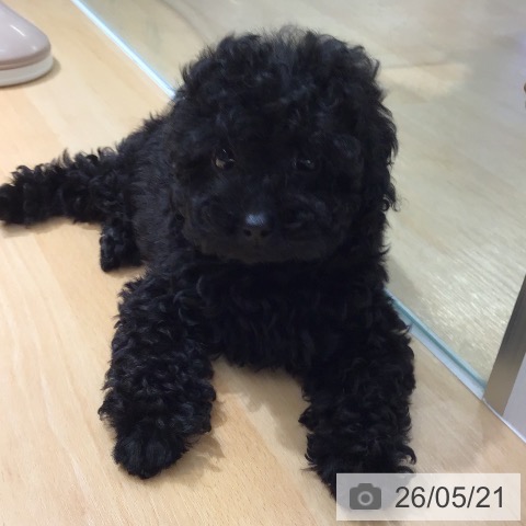 熊本県のトイプードル(トイ) (ペットプラス 熊本店/2026年3月12日生まれ/女の子/ブラック)の子犬の4枚目の画像