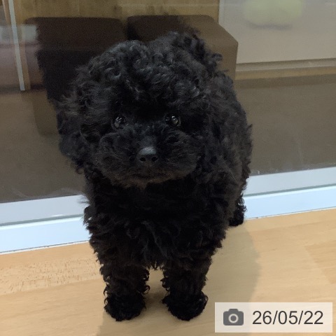 熊本県のトイプードル(トイ) (ペットプラス 熊本店/2026年3月12日生まれ/女の子/ブラック)の子犬の3枚目の画像