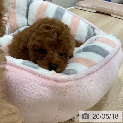 福岡県のトイプードル(トイ) (ペットプラス 香椎浜店/2026年3月17日生まれ/男の子/レッド)の子犬の3枚目の画像