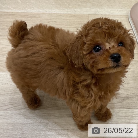 福岡県のトイプードル(トイ) (ペットプラス 香椎浜店/2026年3月17日生まれ/男の子/レッド)の子犬の3枚目の画像