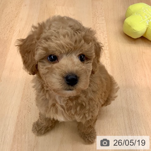 熊本県のトイプードル(トイ) (ペットプラス 熊本店/2026年3月18日生まれ/女の子/アプリコット)の子犬の4枚目の画像