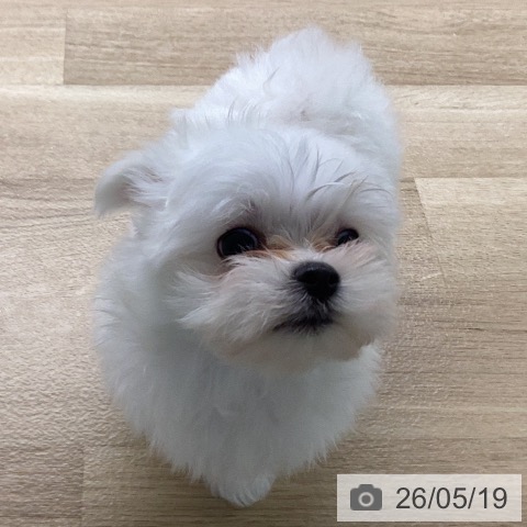 宮崎県のマルチーズ (ペットプラス 宮崎店/2026年3月17日生まれ/女の子/ホワイト)の子犬の3枚目の画像