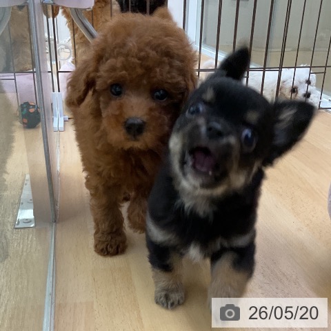 福岡県のトイプードル(トイ) (ペットプラス 福岡店/2026年3月17日生まれ/女の子/レッド)の子犬の4枚目の画像