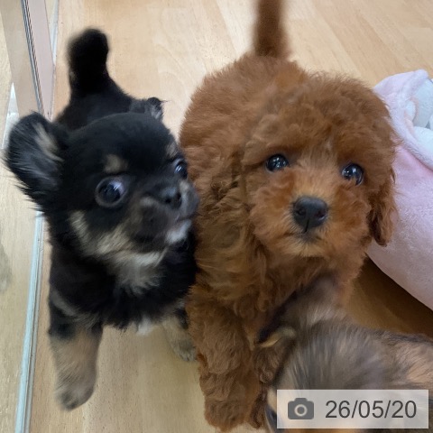 福岡県のトイプードル(トイ) (ペットプラス 福岡店/2026年3月17日生まれ/女の子/レッド)の子犬の3枚目の画像