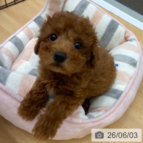 福岡県のトイプードル(トイ) (ペットプラス 福岡店/2026年3月17日生まれ/女の子/レッド)の子犬の4枚目の画像