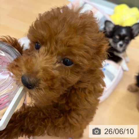 福岡県のトイプードル(トイ) (ペットプラス 福岡店/2026年3月17日生まれ/女の子/レッド)の子犬の3枚目の画像