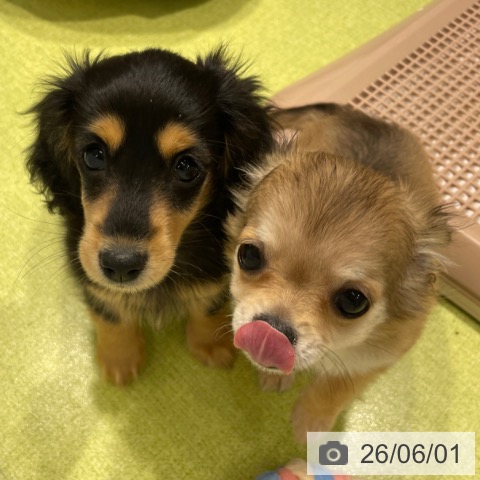 福岡県のミニチュアダックスフンド(ロング) (ペットプラス MARK IS 福岡ももち店/2026年3月19日生まれ/女の子/ブラックタン)の子犬の4枚目の画像