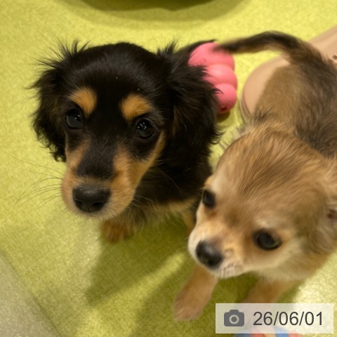 福岡県のミニチュアダックスフンド(ロング) (ペットプラス MARK IS 福岡ももち店/2026年3月19日生まれ/女の子/ブラックタン)の子犬の3枚目の画像