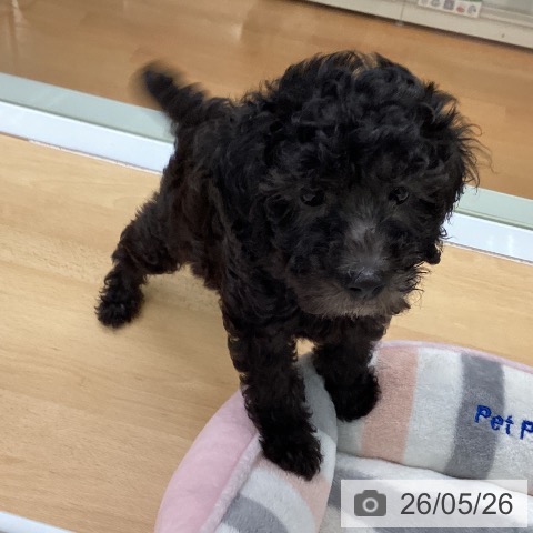 福岡県のトイプードル(トイ) (ペットプラス 黒崎店/2026年3月19日生まれ/女の子/シルバー)の子犬の4枚目の画像