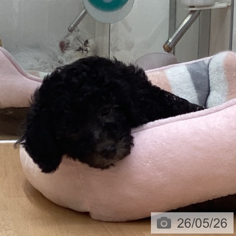 福岡県のトイプードル(トイ) (ペットプラス 黒崎店/2026年3月19日生まれ/女の子/シルバー)の子犬の3枚目の画像