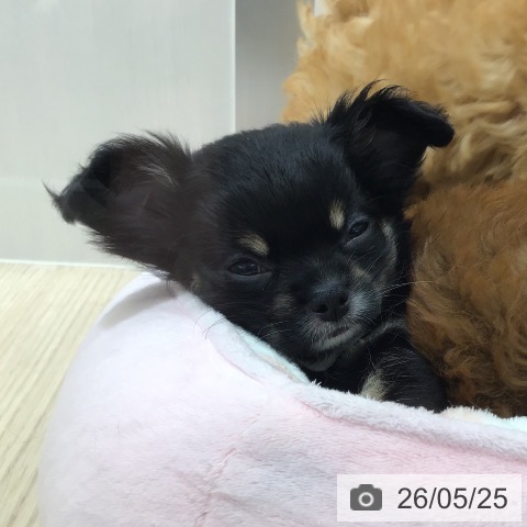 沖縄県のチワワ(ロング) (ペットプラス 沖縄ライカム店/2026年3月19日生まれ/男の子/ブラックタンホワイト)の子犬の3枚目の画像