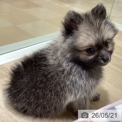 鹿児島県のポメラニアン (ペットプラス 姶良店/2026年3月19日生まれ/男の子/ウルフセーブル)の子犬の4枚目の画像
