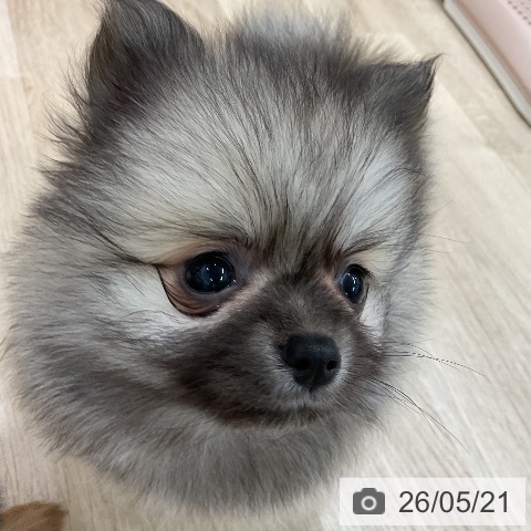 福岡県のポメラニアン (ペットプラス 八幡東店/2026年3月19日生まれ/男の子/ウルフセーブル)の子犬の4枚目の画像