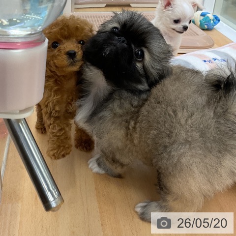 福岡県のペキニーズ (ペットプラス 福岡店/2026年3月19日生まれ/男の子/フォーン)の子犬の3枚目の画像