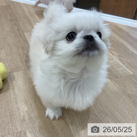 ペキニーズの写真