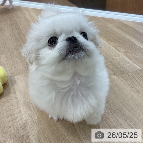 ペキニーズの写真