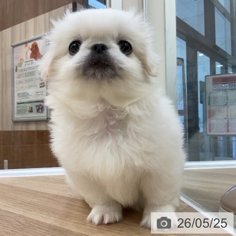ペキニーズの写真