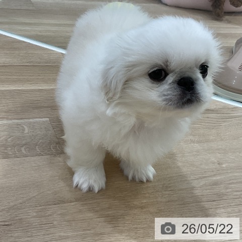 福岡県のペキニーズ (ペットプラス 香椎浜店/2026年3月19日生まれ/男の子/ホワイト)の子犬の4枚目の画像