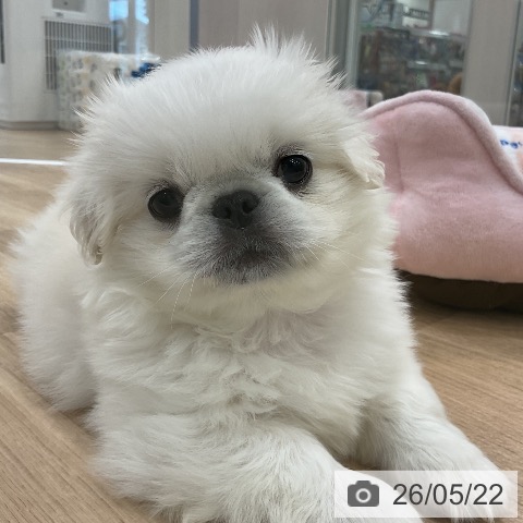 福岡県のペキニーズ (ペットプラス 香椎浜店/2026年3月19日生まれ/男の子/ホワイト)の子犬の3枚目の画像