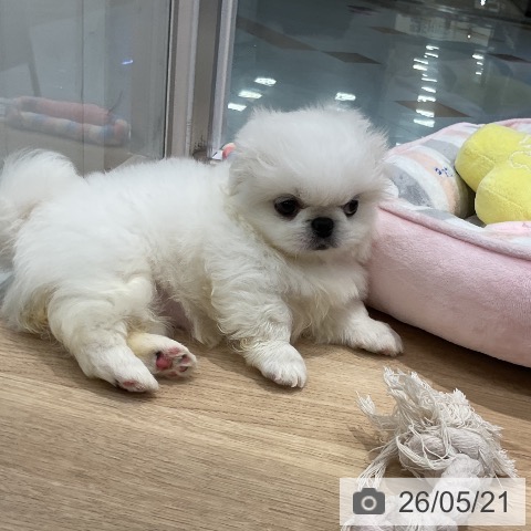 福岡県のペキニーズ (ペットプラス 八幡東店/2026年3月19日生まれ/女の子/ホワイト)の子犬の4枚目の画像