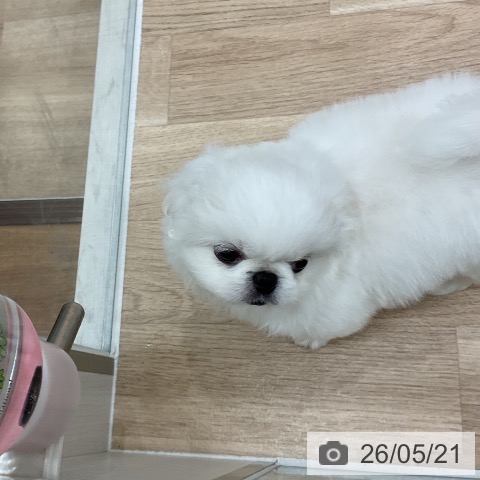 福岡県のペキニーズ (ペットプラス 八幡東店/2026年3月19日生まれ/女の子/ホワイト)の子犬の3枚目の画像