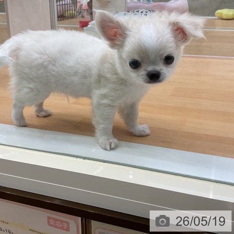 福岡県のチワワ(ロング) (ペットプラス 福岡店/2026年3月17日生まれ/男の子/クリームホワイト)の子犬の4枚目の画像