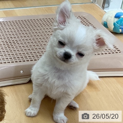 福岡県のチワワ(ロング) (ペットプラス 福岡店/2026年3月17日生まれ/男の子/クリームホワイト)の子犬の3枚目の画像