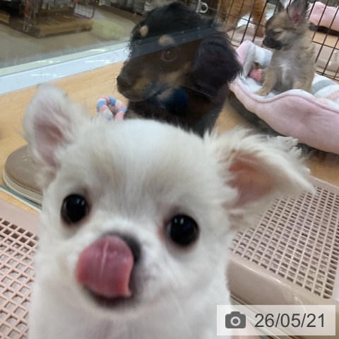 福岡県のチワワ(ロング) (ペットプラス 福岡店/2026年3月17日生まれ/男の子/クリームホワイト)の子犬の3枚目の画像