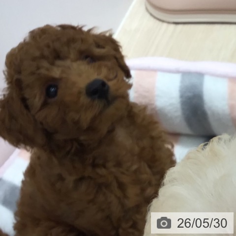 沖縄県のトイプードル(トイ) (ペットプラス 沖縄ライカム店/2026年3月19日生まれ/男の子/レッド)の子犬の3枚目の画像