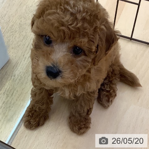 福岡県のトイプードル(トイ) (ペットプラス 福岡店/2026年3月19日生まれ/男の子/レッド)の子犬の4枚目の画像