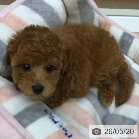 福岡県のトイプードル(トイ) (ペットプラス 福岡店/2026年3月19日生まれ/男の子/レッド)の子犬の3枚目の画像