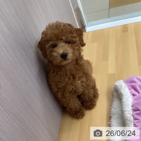 福岡県のトイプードル(トイ) (ペットプラス 黒崎店/2026年3月19日生まれ/男の子/レッド)の子犬の4枚目の画像