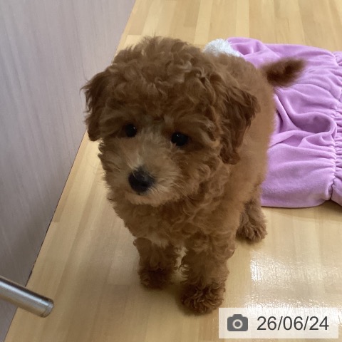 福岡県のトイプードル(トイ) (ペットプラス 黒崎店/2026年3月19日生まれ/男の子/レッド)の子犬の3枚目の画像