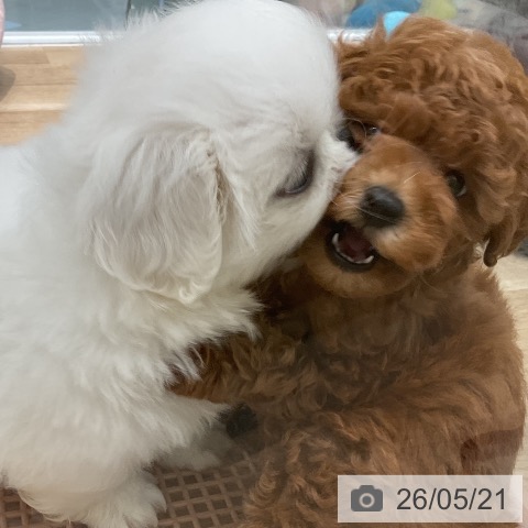 福岡県のトイプードル(トイ) (ペットプラス 八幡東店/2026年3月19日生まれ/女の子/レッド)の子犬の4枚目の画像
