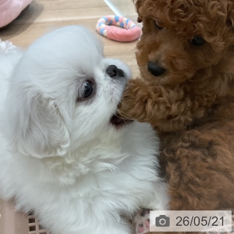 福岡県のトイプードル(トイ) (ペットプラス 八幡東店/2026年3月19日生まれ/女の子/レッド)の子犬の3枚目の画像