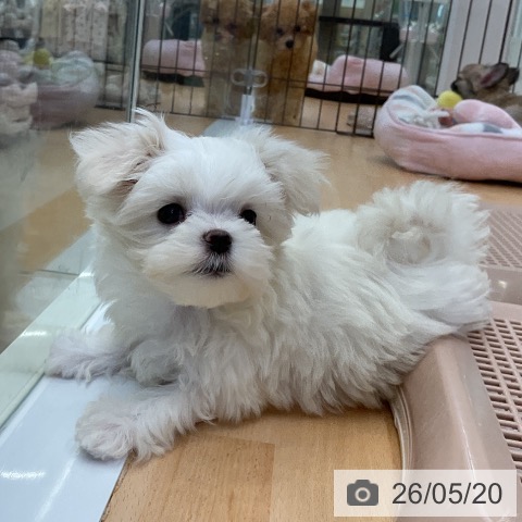 福岡県のマルチーズ (ペットプラス 福岡店/2026年3月12日生まれ/女の子/ホワイト)の子犬の4枚目の画像