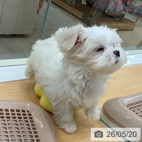 福岡県のマルチーズ (ペットプラス 福岡店/2026年3月12日生まれ/女の子/ホワイト)の子犬の3枚目の画像
