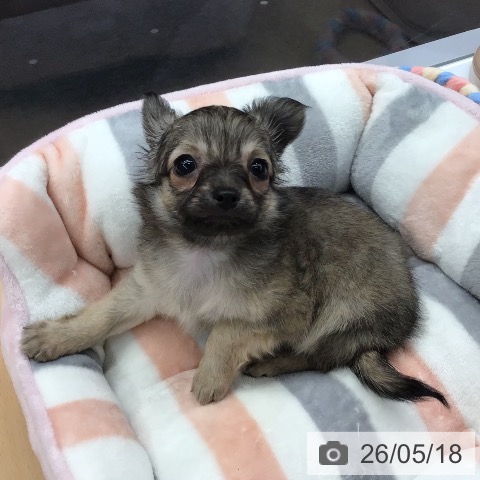 熊本県のチワワ(ロング) (ペットプラス 熊本店/2026年3月16日生まれ/男の子/フォーン)の子犬の3枚目の画像