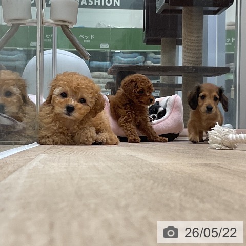 福岡県のトイプードル(トイ) (ペットプラス 香椎浜店/2026年3月14日生まれ/男の子/アプリコット)の子犬の3枚目の画像