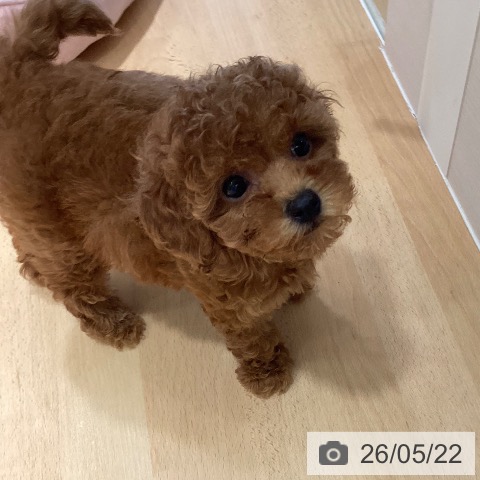 鹿児島県のトイプードル(トイ) (ペットプラス 姶良店/2026年3月14日生まれ/女の子/レッド)の子犬の4枚目の画像