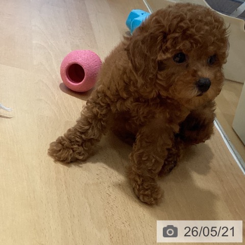 鹿児島県のトイプードル(トイ) (ペットプラス 姶良店/2026年3月14日生まれ/女の子/レッド)の子犬の3枚目の画像