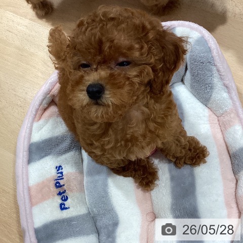 鹿児島県のトイプードル(トイ) (ペットプラス 姶良店/2026年3月14日生まれ/女の子/レッド)の子犬の4枚目の画像