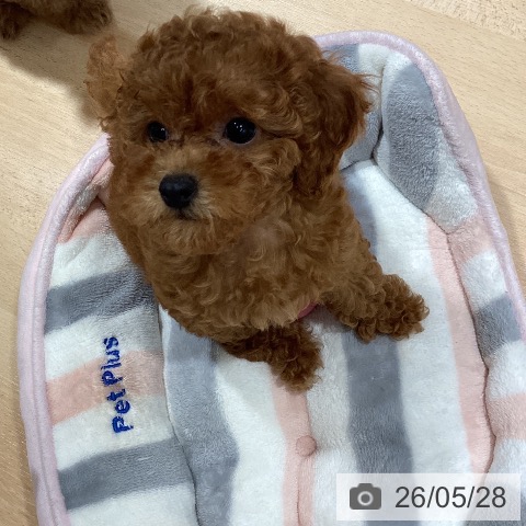 鹿児島県のトイプードル(トイ) (ペットプラス 姶良店/2026年3月14日生まれ/女の子/レッド)の子犬の3枚目の画像