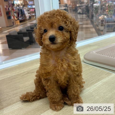 宮崎県のトイプードル(トイ) (ペットプラス 宮崎店/2026年3月14日生まれ/女の子/レッド)の子犬の4枚目の画像
